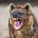 Op het gebied van vrouwelijk leiderschap valt er nog veel te leren van dieren, kijk naar hyena’s