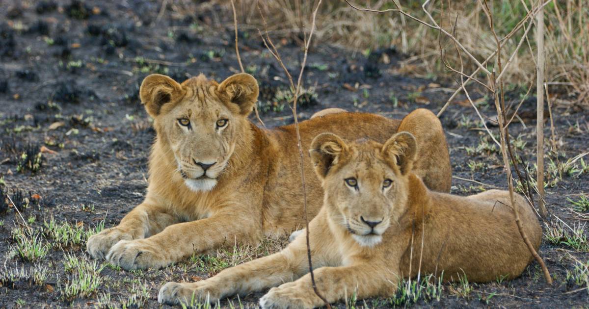 Drie Leeuwinnen En Acht Welpjes In Wildpark Dood Door Vergiftiging Buitenland Tubantia Nl
