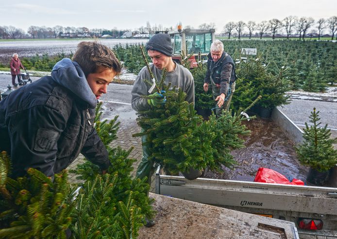 Kerstbomen rooien bij Gerard Krol in Boekel