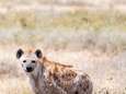 Hyena's van bevoorrechte families worden minder ziek
