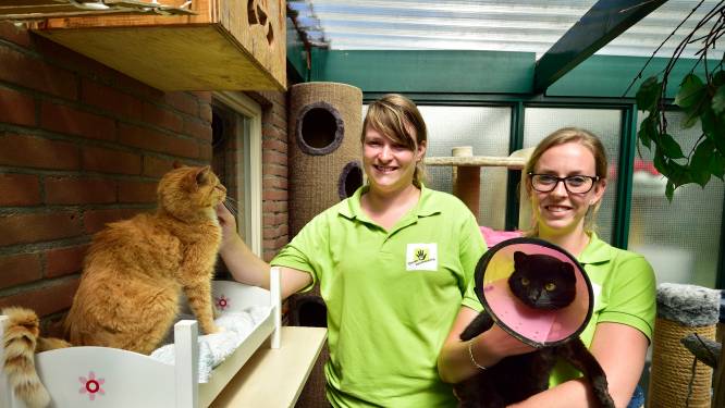 Gezocht! Gastgezinnen om babykatten op te vangen: ‘Nu al vier moederpoezen bevallen’ 