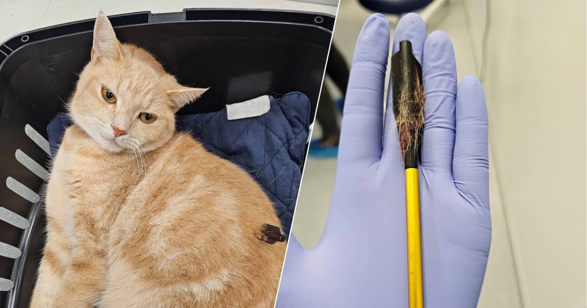 Whisky komt gruwelijk aan zijn einde als hij door pijl doorboord wordt: ‘Was superlieve kat’