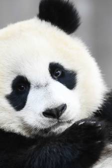 De eerste (en enige) Nederlandse peuterpanda verhuist dit jaar naar China