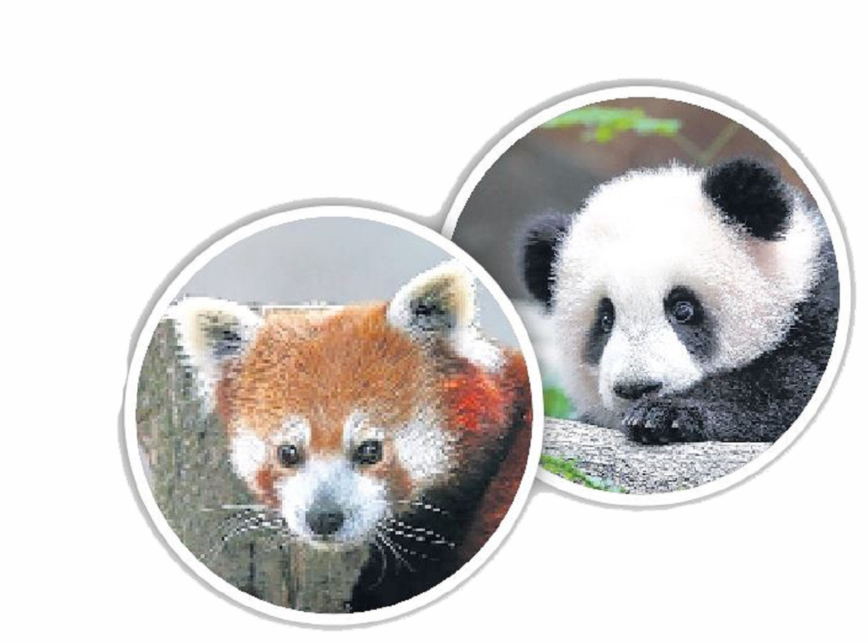 'Panda's in DierenPark écht geen 1 april grap' Foto AD.nl
