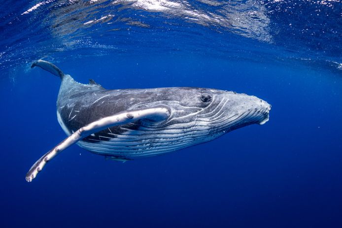 24 Walvissen Gedood Tijdens Ingekort Walvisseizoen In Ijsland | Buitenland  | Hln.Be