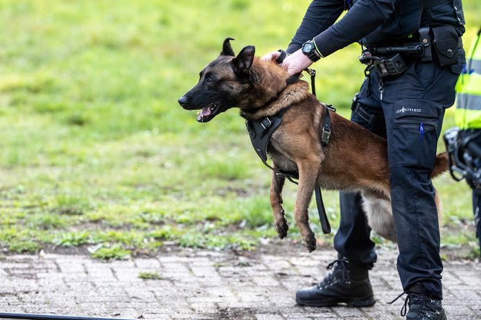 Politiehonden in actie bij Slooijer in Haarle | Hellendoorn | tubantia.nl