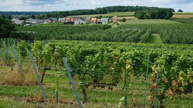 Bloesemmagie op 14 april op Wijndomein Kluisberg
