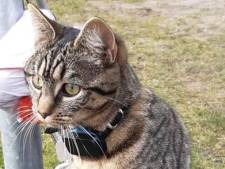 Poes Mia, die door kind op fiets was meegenomen, is weer thuis: ‘Ze is ongedeerd’