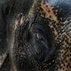 Indiase tempel gebruikt voortaan mechanische olifant voor rituelen