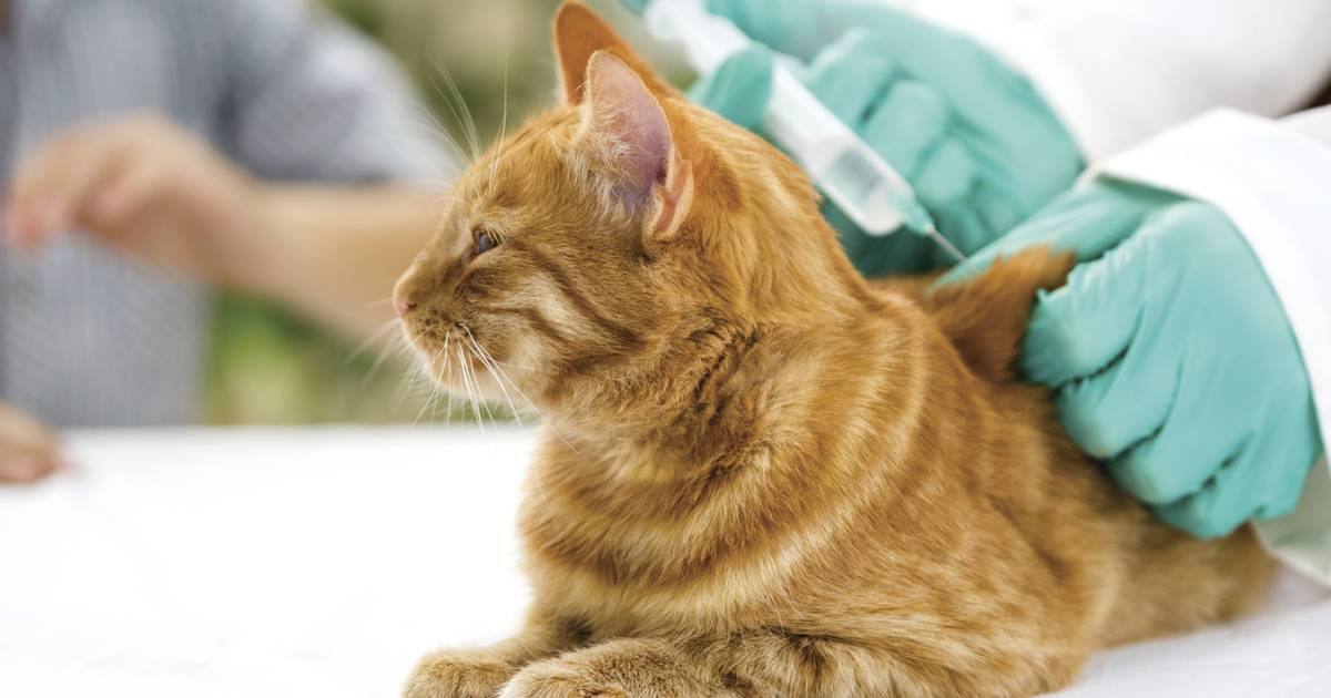 Diergeneeskundig centrum sluit wegens drukte voorlopig op zaterdagen