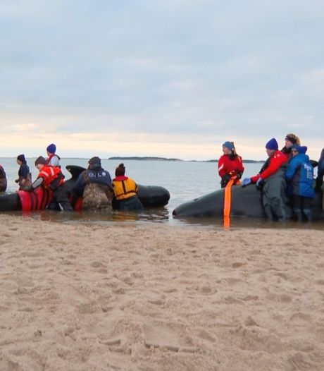Des dauphins-pilotes échoués au Massachusetts regagnent l'océan