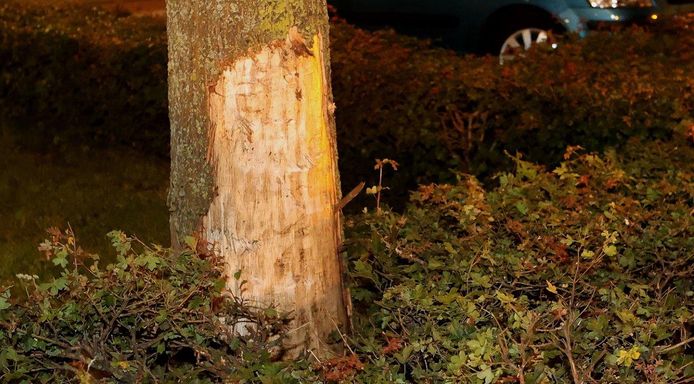 De Audi raakte van de weg en botste tegen een boom aan de Gestelseweg in Den Bosch.