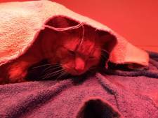 Miauwend ‘kerstwonder’ Binkie naar huis, wel is hij verkouden