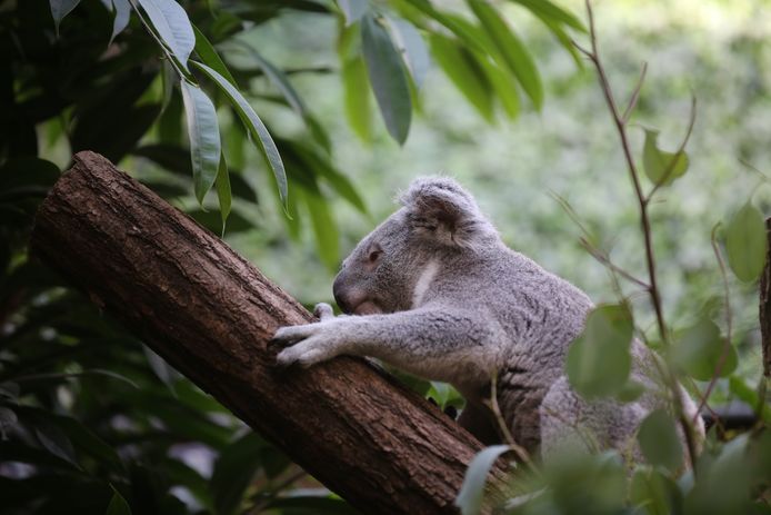 Koala Dameeli