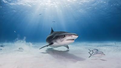 Un garçon de 10 ans attaqué par un requin lors d'une expédition aux Bahamas