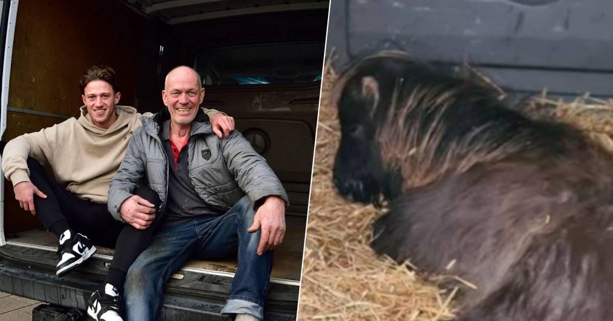 Man and Grandson’s Surprising Discovery of Ponies in Rental Van