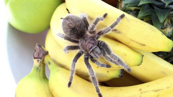 Peuter Wil Banaan Eten En Even Later Ligt Hij In Hospitaal Buitenland Hln Be