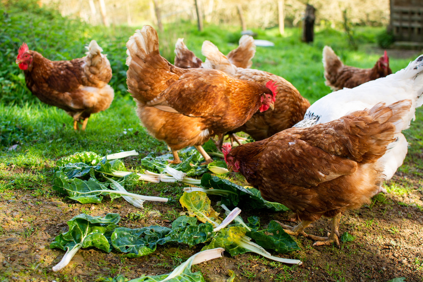 Kippen houden? ‘Aan voer zijn wij ongeveer 25 euro per week kwijt voor