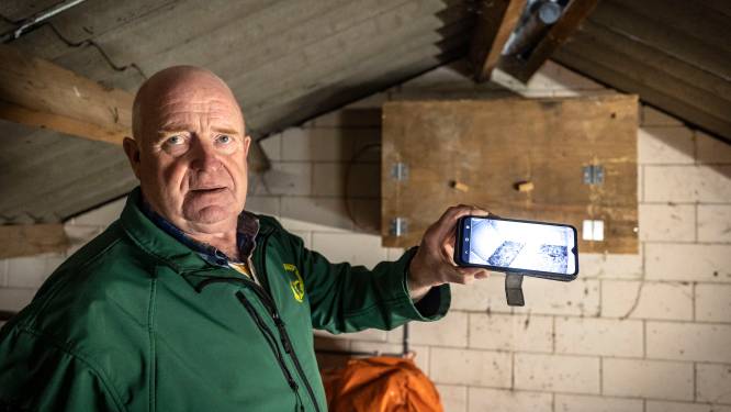Bij Theo in Geesteren zijn 24/7 kerkuilen te volgen via internet: ‘Het vrouwtje zit wel 15 tot 16 uur in de kast’