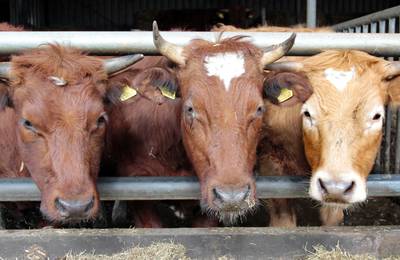 Uitbreidingsplan veehouderij Luyksgestel getorpedeerd: Raad van State zet definitieve streep