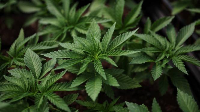 Negen verdachten aangehouden na inval in cannabisplantage: “Minderjarige werd vrijgelaten”