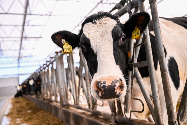 Beeld ter illustratie van een koe op een Belgische boerderij. Beeld BELGA