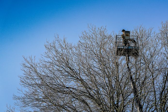 De firma Weijtmans zette een hoogwerker in om her en der uit bomen in de kom van Alphen nesten van roeken te halen.