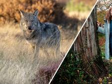 Hoge Veluwe mag wolven in park niet vangen of doden • Opnieuw enorme stunt op WK
