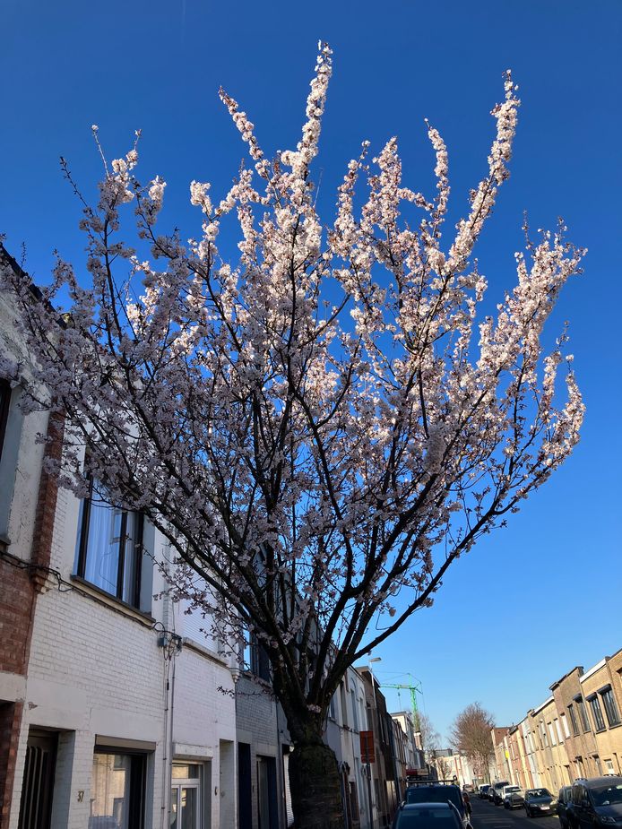 Een foto getrokken met de iPhone SE.