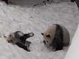 Schattig! Pandajong Fan Xing speelt voor het eerst in de sneeuw