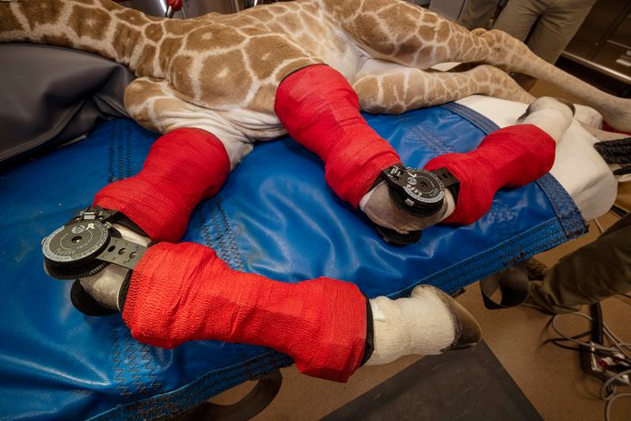 A photo of giraffe Msituni with her special knee braces.