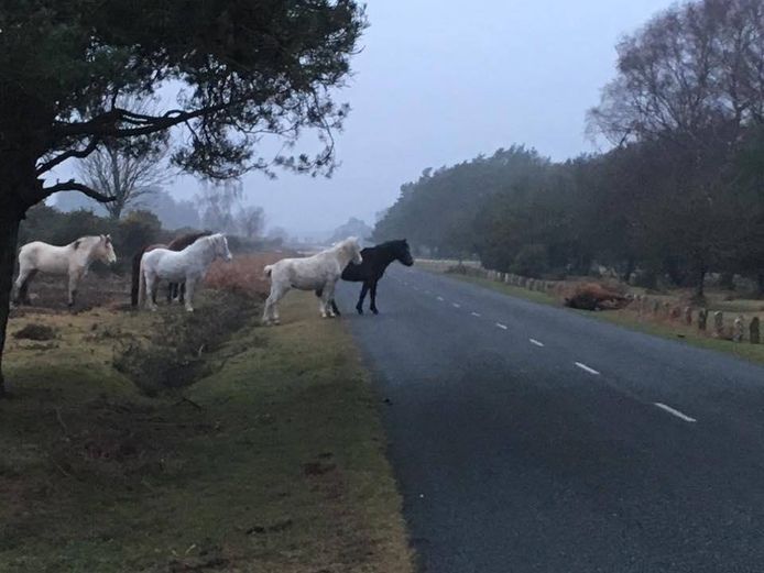 De pony's staan verdrietig naar hun soortgenoot te kijken die werd gedood in een verkeersongeval.