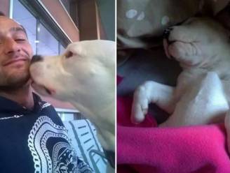 Italiaans protest redt mastiff Iceberg van dodelijk Deens spuitje