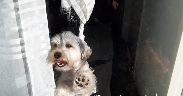 Hond draait zich vast in de gordijnen, agenten tikken ruit in