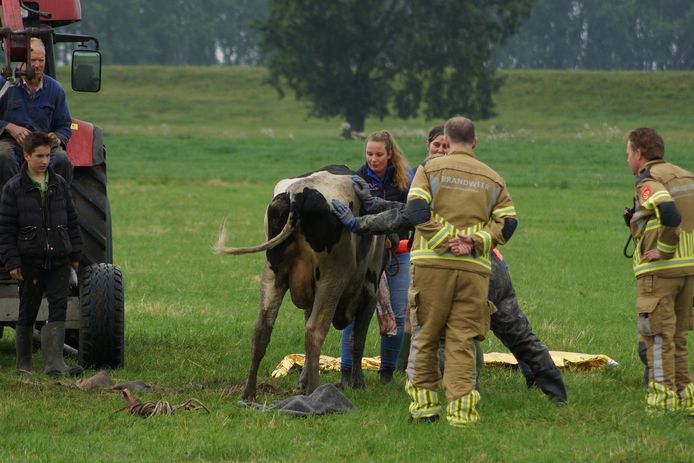 De brandweer heeft woensdagmiddag een koe uit de sloot bevrijd aan de Zuiderkanaalweg in Sprang-Capelle.