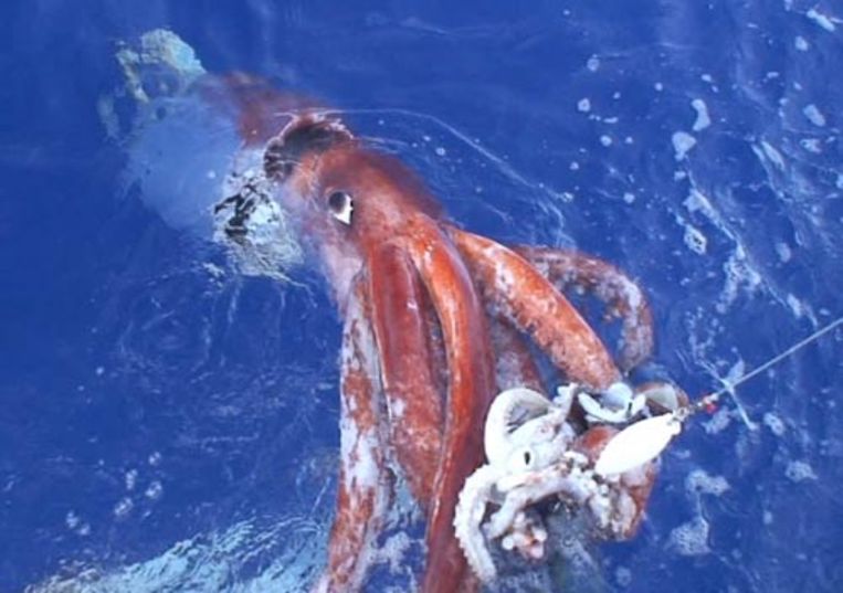 De lichtflitsende pijlinktvis op een foto die 4 december 2006 werd gemaakt in de Pacifische Oceaan. De onderzoekers vingen de vis op 640 meter diepte. (AFP) Beeld AFP