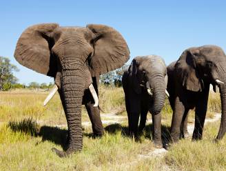 Botswana wil jacht op wilde dieren heropenen