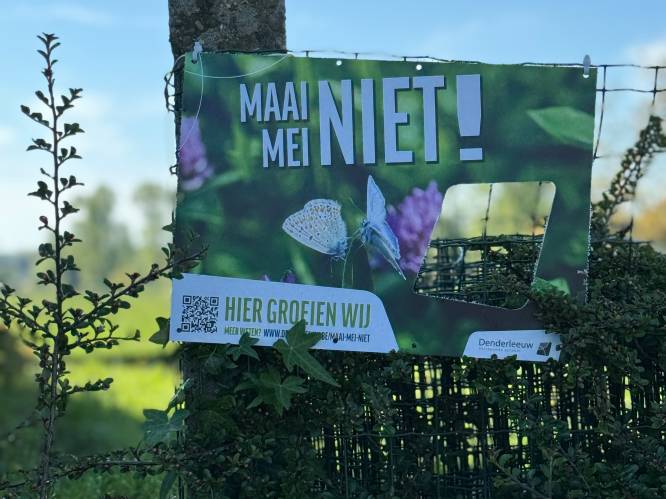 Denderleeuw doet opnieuw mee aan ‘Maai mei niet’ en daagt inwoners uit gras te laten groeien