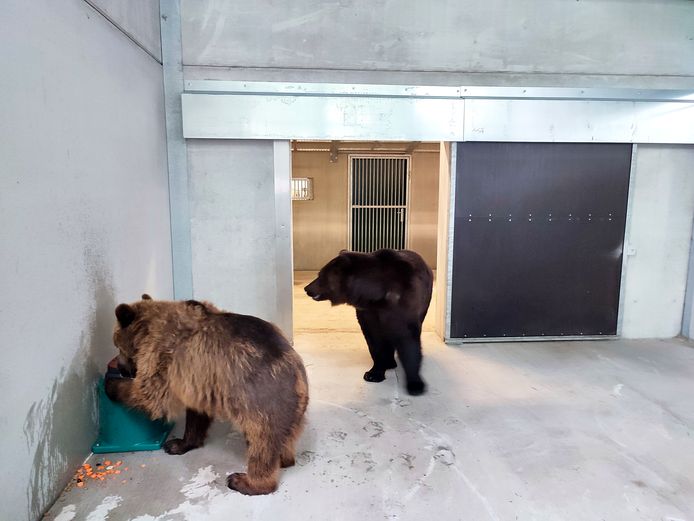 De beren moeten nog twee maanden in quarantaine.