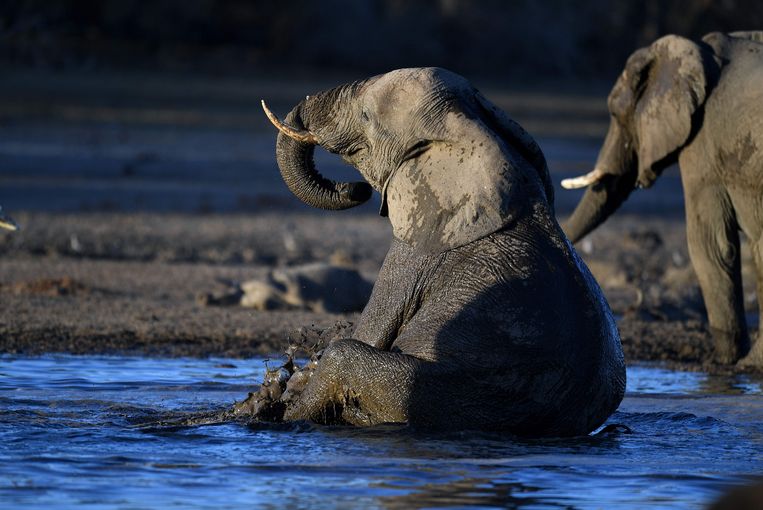 Olifanten in Botswana.  Beeld AFP