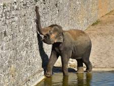 La famille des éléphants d'Asie de Pairi Daiza va encore s'agrandir
