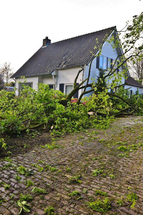 Stormschade in Brabant: bomen vallen op auto's en huizen, explosie door blikseminslag