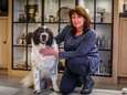 Hond Laika met heupproblemen is gered: ruim 12.000 euro opgehaald na oproep