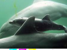Italiaans onderzoek naar mysterieuze dood dolfijnen: mogelijk mazelen
