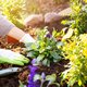 Weg met het onkruid in de tuin? Zonde, hier is het goed voor
