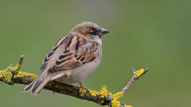 Steeds minder huismussenkolonies in onze tuin