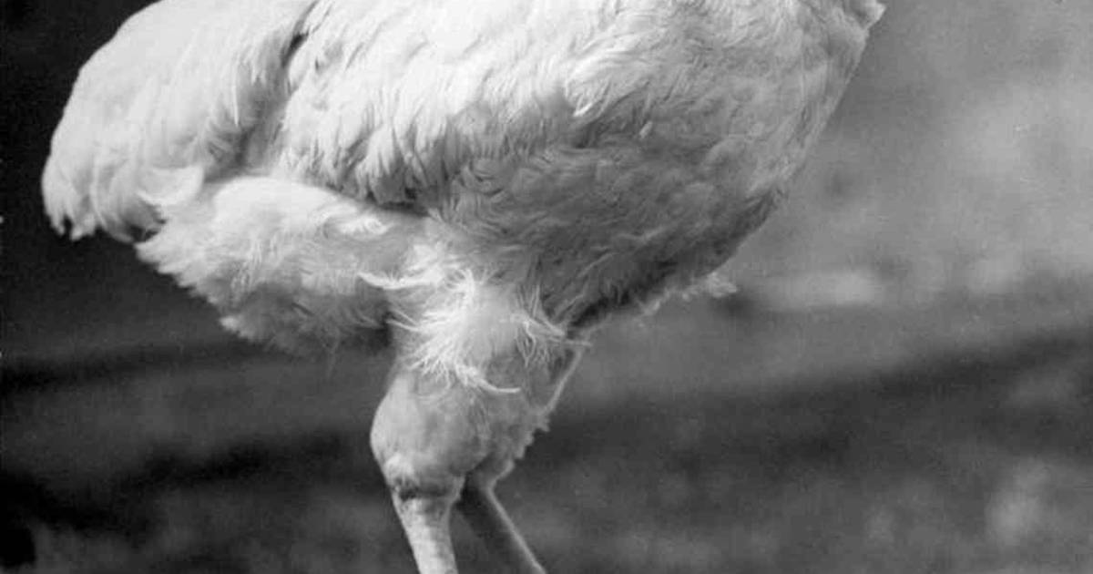 Kip overleefde 18 maanden zonder kop De Krant hln.be