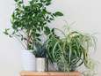 Zuivere lucht in huis: deze planten zijn de ideale luchtverfrisser