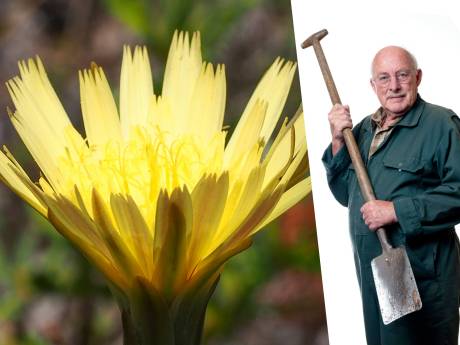 Met deze groenten fleur je je borders eenvoudig en functioneel op