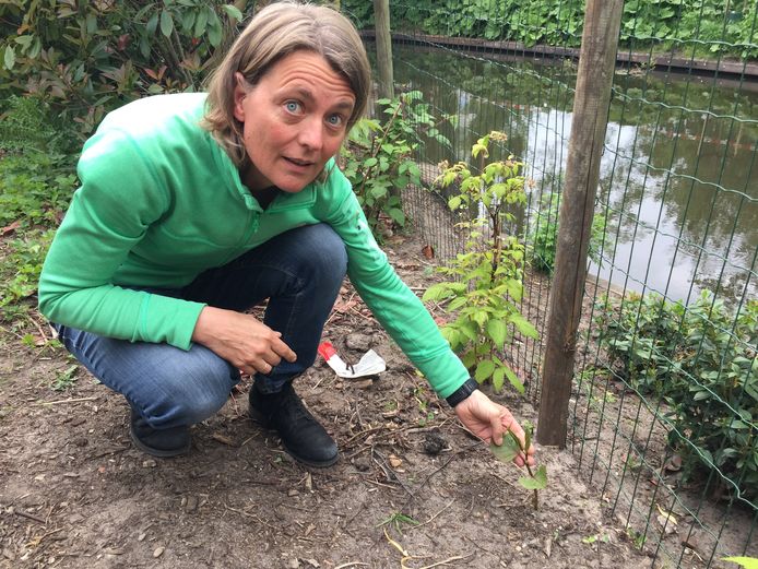Gedupeerde en bestuurslid van bewonersvereniging 100% Duizendknoopvrij Marianne van Loon toont een jonge scheut van een Japanse duizendknoop.